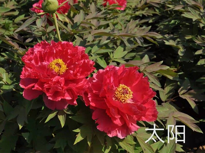 太陽